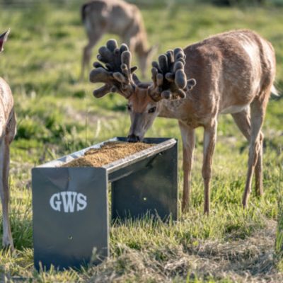 deer eating from a feed bunk