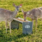 two deer eating out of a bunk
