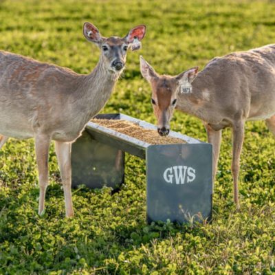 two deer eating out of a bunk